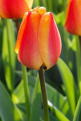 Book cover for A Single Orange Tulip