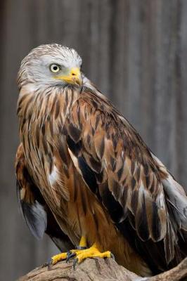 Book cover for Stunning Red Kite Raptor Journal