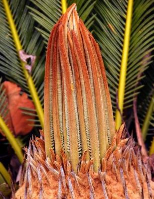 Book cover for Cycad Gardening Journal