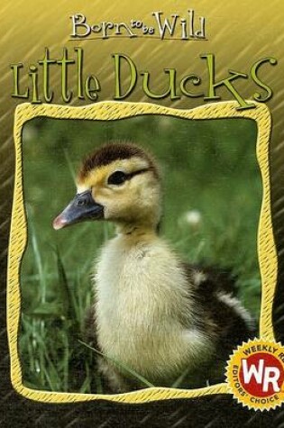 Cover of Little Ducks