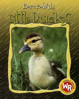 Cover of Little Ducks