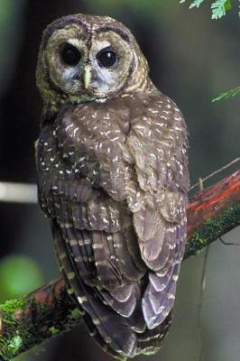 Book cover for Perched Northern Spotted Owl Journal