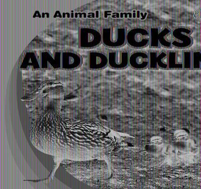 Book cover for Ducks and Ducklings