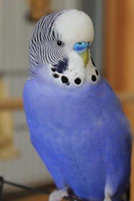 Book cover for Adorable Blue Budgie Parakeet Bird Journal