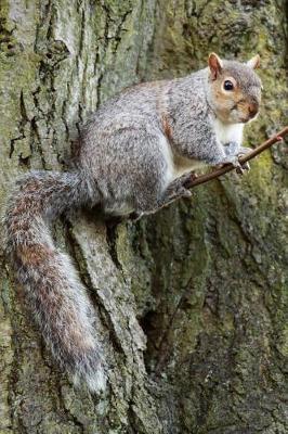 Book cover for Squirrel in a Tree Journal