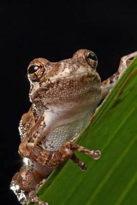 Book cover for Frog on a Leaf Close Up (for the Love of Animals)