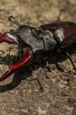 Cover of A Great Stag Beetle on a Rock