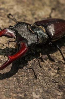 Book cover for A Great Stag Beetle on a Rock