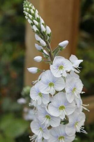 Cover of White Veronica Speedwell Flower Garden Journal