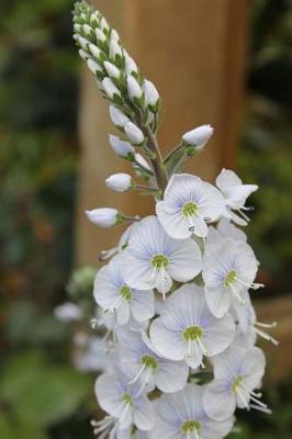 Book cover for White Veronica Speedwell Flower Garden Journal