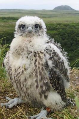 Book cover for Gyrfalcon Nestling in Alaska Journal