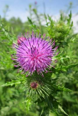 Book cover for Carduus Acanthoides Spiny Plumeless Thistle Flower Blooming