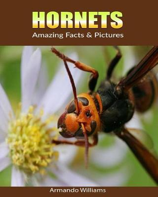 Book cover for Hornets