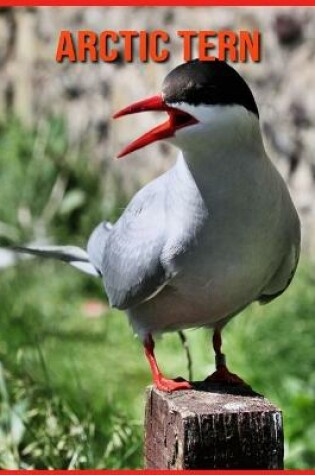 Cover of Arctic Tern