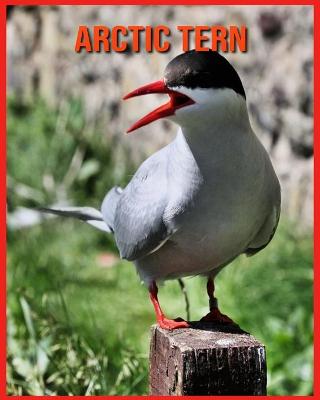 Book cover for Arctic Tern