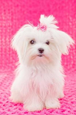 Book cover for Maltese Puppy with Pink Bow (for the Love of Dogs)