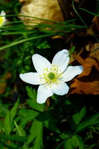 Cover of White Anemone Blooming, for the Love of Flowers