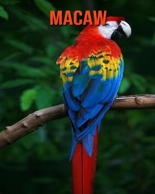 Book cover for Macaw