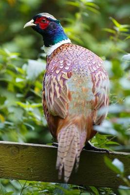 Book cover for Pheasant on a Fence, Birds of the World