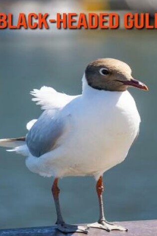 Cover of Black-Headed Gull