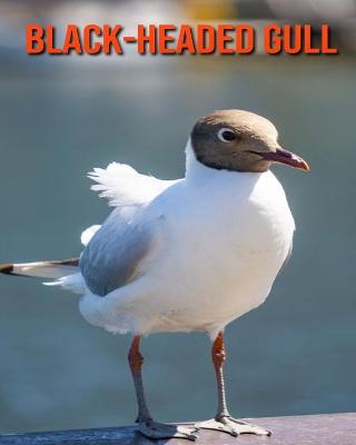 Book cover for Black-Headed Gull