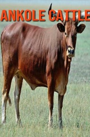 Cover of Ankole Cattle