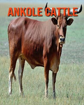 Book cover for Ankole Cattle