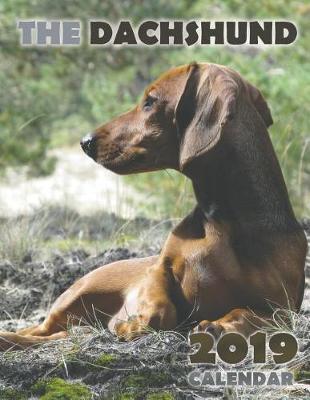 Cover of The Dachshund 2019 Calendar