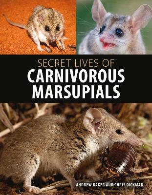 Book cover for Secret Lives of Carnivorous Marsupials