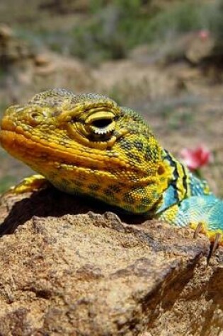 Cover of A Colorful Collared Lizard Sunning on a Rock