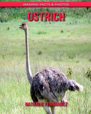 Book cover for Ostrich