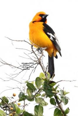 Book cover for Altamira Oriole Perched 100 Page Lined Journal