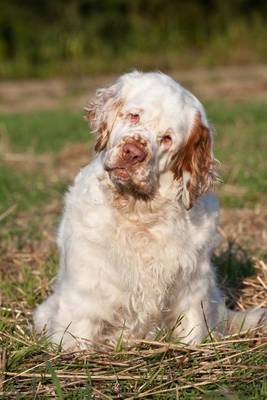 Book cover for The Clumber Spaniel Dog Journal