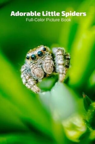 Cover of Adorable Little Spiders Full-Color Picture Book