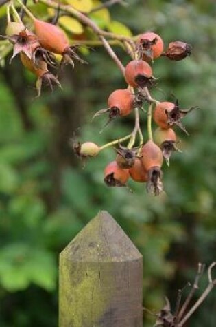 Cover of Rose Hips Hanging Over a Fence in a Garden Journal