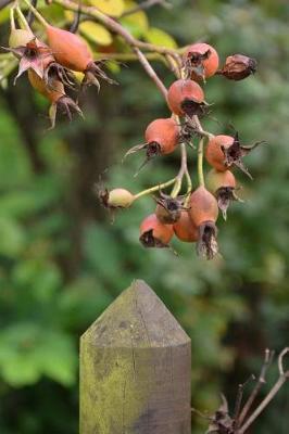 Book cover for Rose Hips Hanging Over a Fence in a Garden Journal