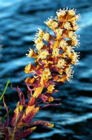 Cover of Butterbur Bloom Over the Water, for the Love of Nature