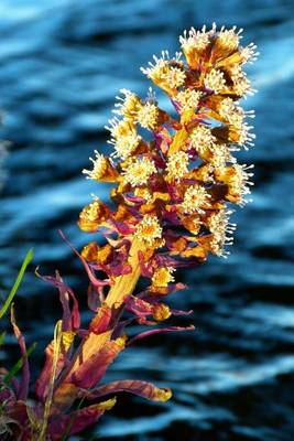 Book cover for Butterbur Bloom Over the Water, for the Love of Nature