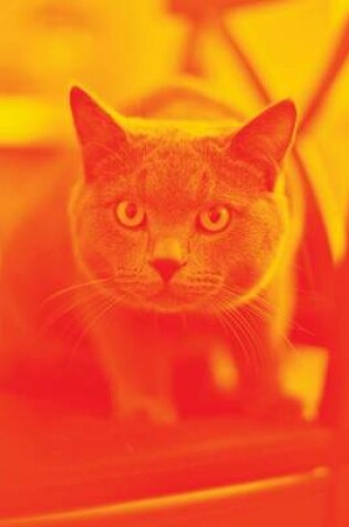 Cover of A Stalking Cat in Orange, for the Love of Cats