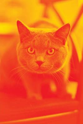 Book cover for A Stalking Cat in Orange, for the Love of Cats