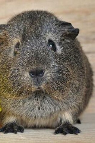 Cover of Guinea Pigs Notebook