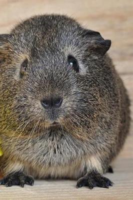 Book cover for Guinea Pigs Notebook