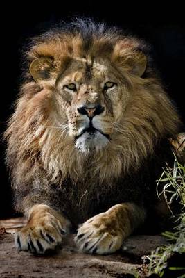 Book cover for African Male Lion Posing, for the Love of Animals