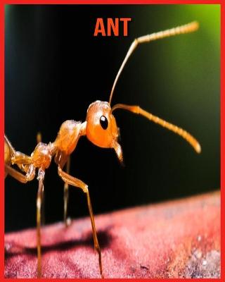 Book cover for Ant