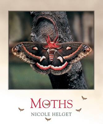 Book cover for Moths