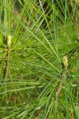 Book cover for Journal Spring Pine Needles Evergreen