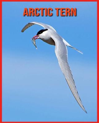 Book cover for Arctic Tern
