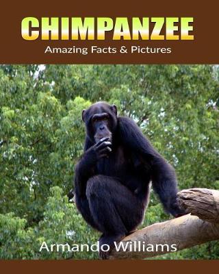 Book cover for Chimpanzee