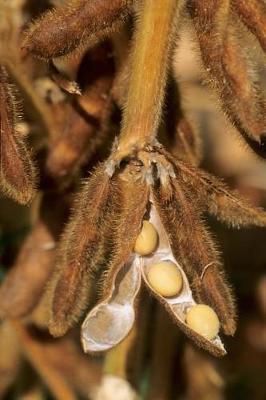 Cover of Farm Journal Soybean Close Up On Plant