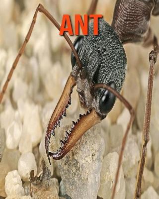 Book cover for Ant